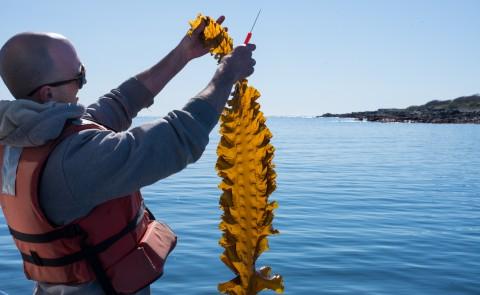 亚当圣. Gelais looks at a piece of kelp harvested from UNE's farm