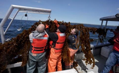 正规澳门赌场网络的研究人员最近收获了在他们的海洋农场生长了整个冬天的海藻